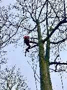 Baumdienst Philipp Krämer - GALLERY