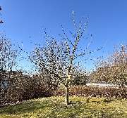 Baumdienst Philipp Krämer - GALLERY