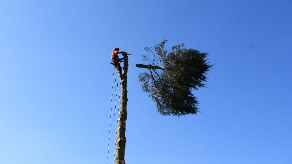 Baumdienst Philipp Krämer - GALLERY