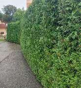 Baumdienst Renner - GALLERY