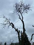 Baumdienst Renner - GALLERY