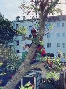 Baumdienst Renner - GALLERY