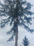 Baumdienst Renner - GALLERY