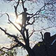 Baumdienst Renner - GALLERY