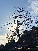 Baumdienst Renner - GALLERY