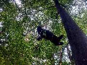 Baumdienst Renner - GALLERY