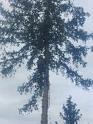 Baumdienst Renner - GALLERY