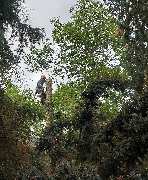 Baumdienst Renner - GALLERY