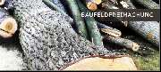 Baumdienst Schaller - GALLERY
