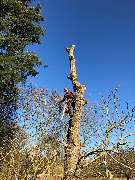 Baumdienste mit Seiltechnik Purretat - 3