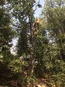 Baumdienste mit Seiltechnik Purretat - 4