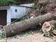 Baumdienste mit Seiltechnik Purretat - 5