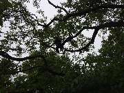 Baumdienste mit Seiltechnik Purretat - 6