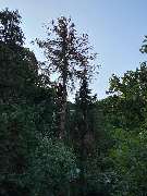 Baumdienste mit Seiltechnik Purretat - 7