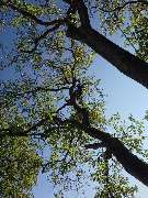 Baumdienste mit Seiltechnik Purretat - 8