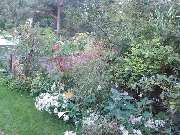 Baumfällung Lange - Gartenpflege