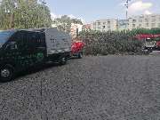 Baumflüsterer Hoffmann - GALLERY