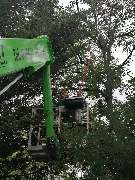 Baumflüsterer Hoffmann - GALLERY