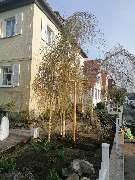 Baumflüsterer Hoffmann - GALLERY