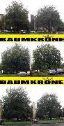 Baumkrone René Hannak - 3