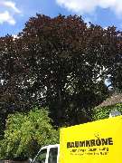 Baumkrone René Hannak - 7