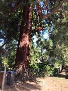 Baumkrone René Hannak - 9