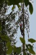 Baumpflege Baum & Blatt - baumpflege-ueberschaer5.jpg