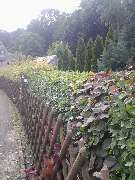 Baumpflege & Baumfällung Bach GbR - GALLERY