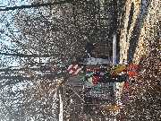 Baumpflege Baumring - GALLERY