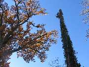 Baumpflege Baumring - GALLERY