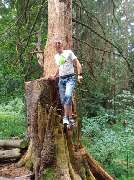 Baumpflege Dreyer Althoff - 5