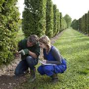 Baumpflege Dreyer Althoff - 6