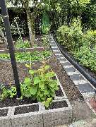 Baumpflege Egzon - IMG_0165.jpeg