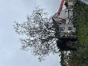 Baumpflege Egzon - IMG_3308.jpeg