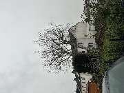 Baumpflege Egzon - IMG_3327.jpeg