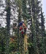 Baumpflege Eifler - 4