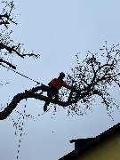 Baumpflege James - Fällung Birnbaum