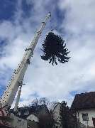 Baumpflege-Markgräflerland - GALLERY