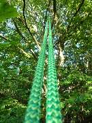 Baumpflege-Niebes - 1