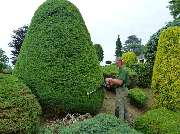 Baumpflege Oliver Schäfer - 2