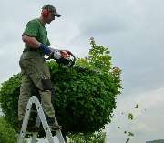 Baumpflege Oliver Schäfer - 3