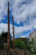 Baumpflege Palm - GALLERY