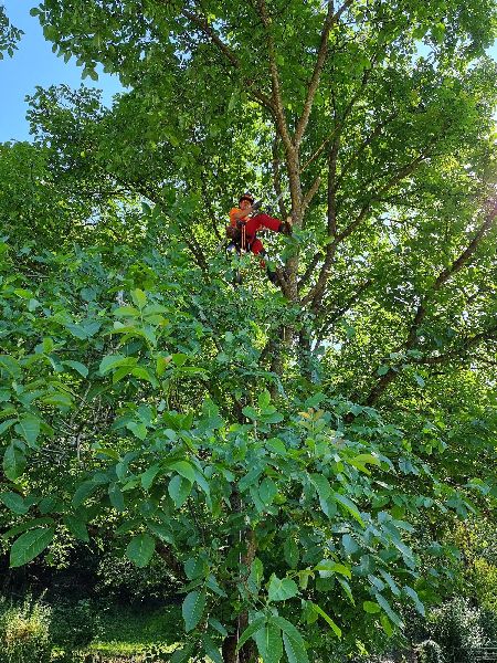 Baumpflege Palm - GALLERY