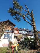 Baumpflege Palm - GALLERY