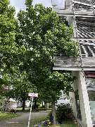 Baumpflege Reinhold - 3