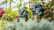 Baumschul-Pflanzen-Center Schmitz GmbH | Gartenbaumschule - GartenBaumschule Schmitz, Planzen-Center Zülpich
