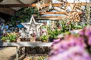 Baumschul-Pflanzen-Center Schmitz GmbH | Gartenbaumschule - GartenBaumschule Schmitz, Planzen-Center Zülpich, Dekoration Weihnachten