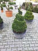 Baumschule | Garten-&Landschaftsbau Inh. P. Maier - GALLERY