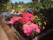 Baumschule Göricke - Hortensien