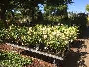 Baumschule Göricke - Hortensien